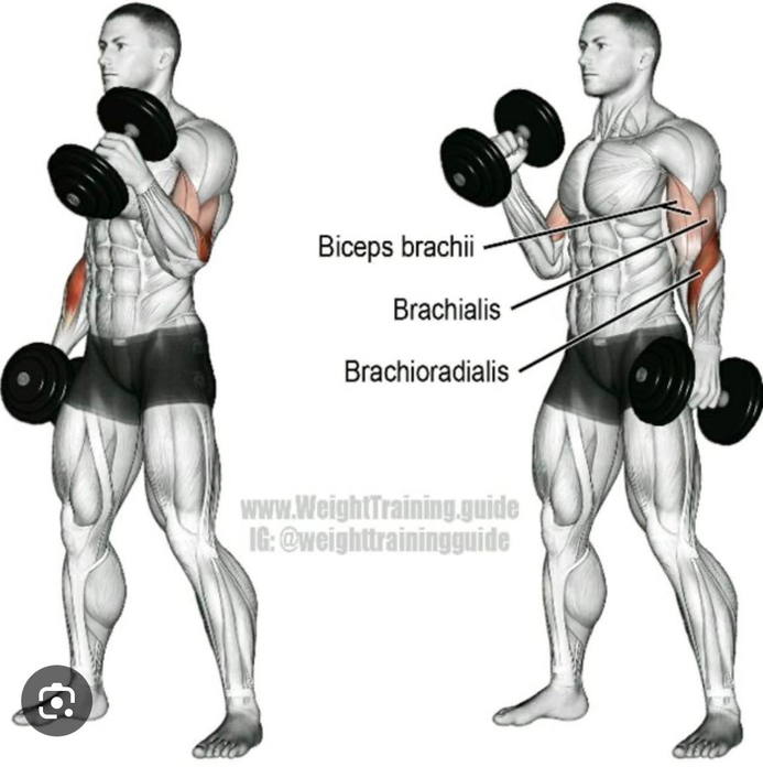 همر دامبل باي - Hammer Curl