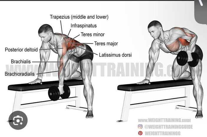منشار بالدامبل - One Arm Dumbbell Row