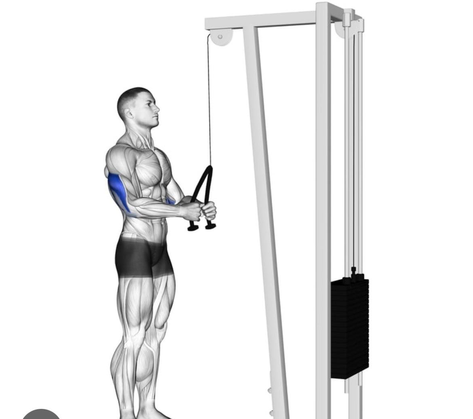 تراي حبل - Rope Triceps Pushdown