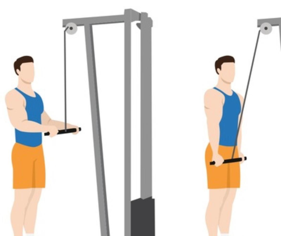 تراي مسطرة ضيق - Straight Bar Triceps Pushdown